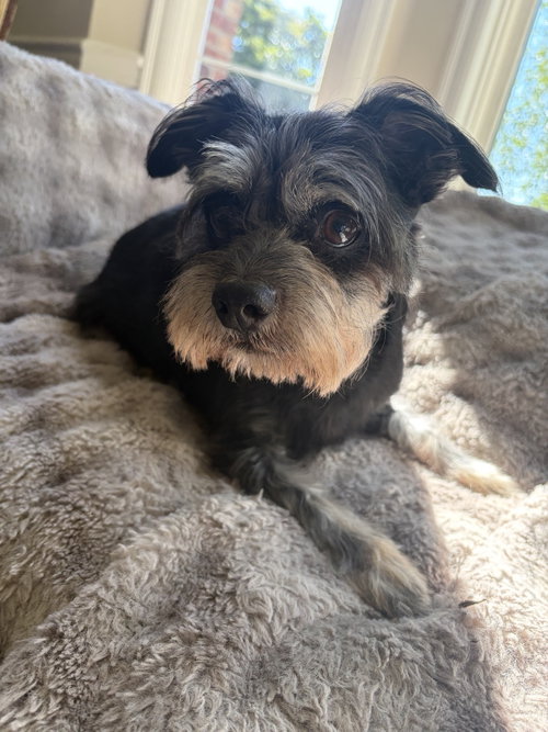 Lumiere, an adoptable Schnauzer in Bellevue, WA