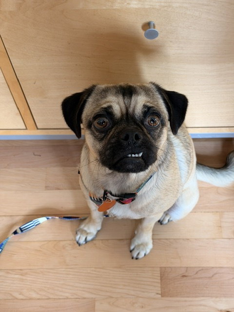 Tia, an adoptable Pug in Bellevue, WA