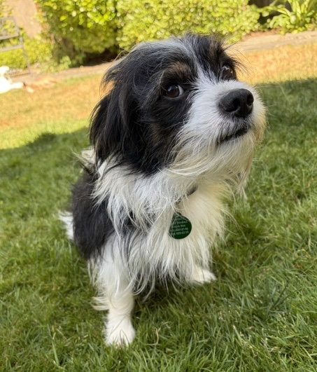 Dobs, an adoptable Maltese in Bellevue, WA