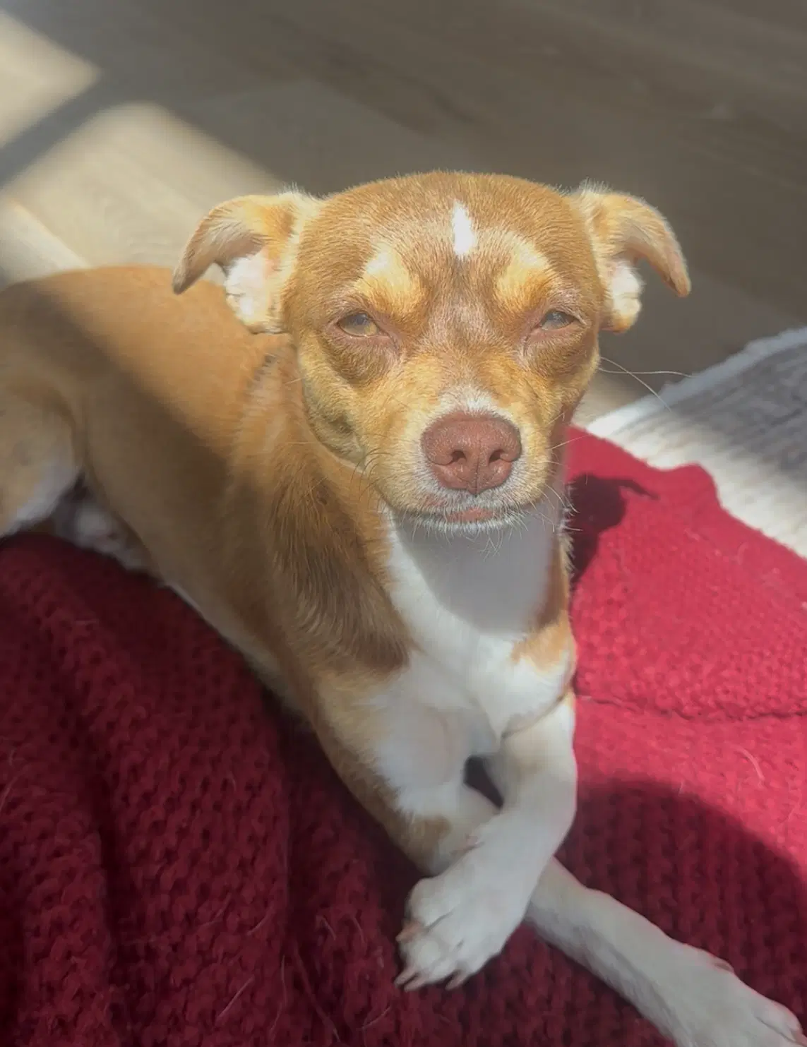 Bucky - Chihuahua