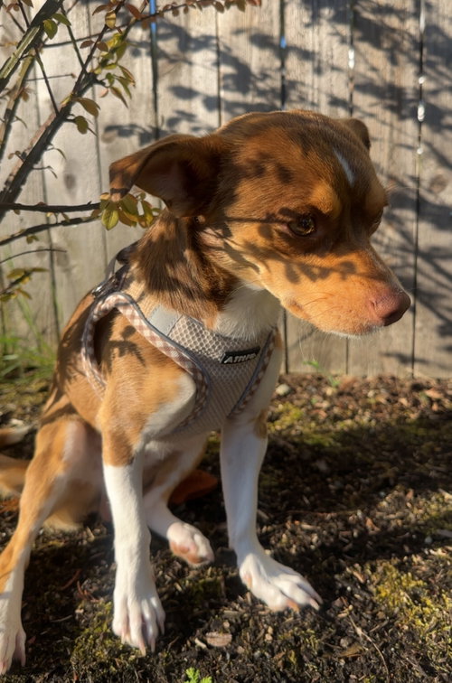 Bucky photo 2