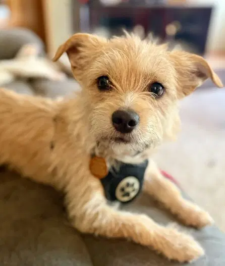 Frosty - Terrier