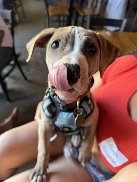 Tigger - Pit Bull Terrier