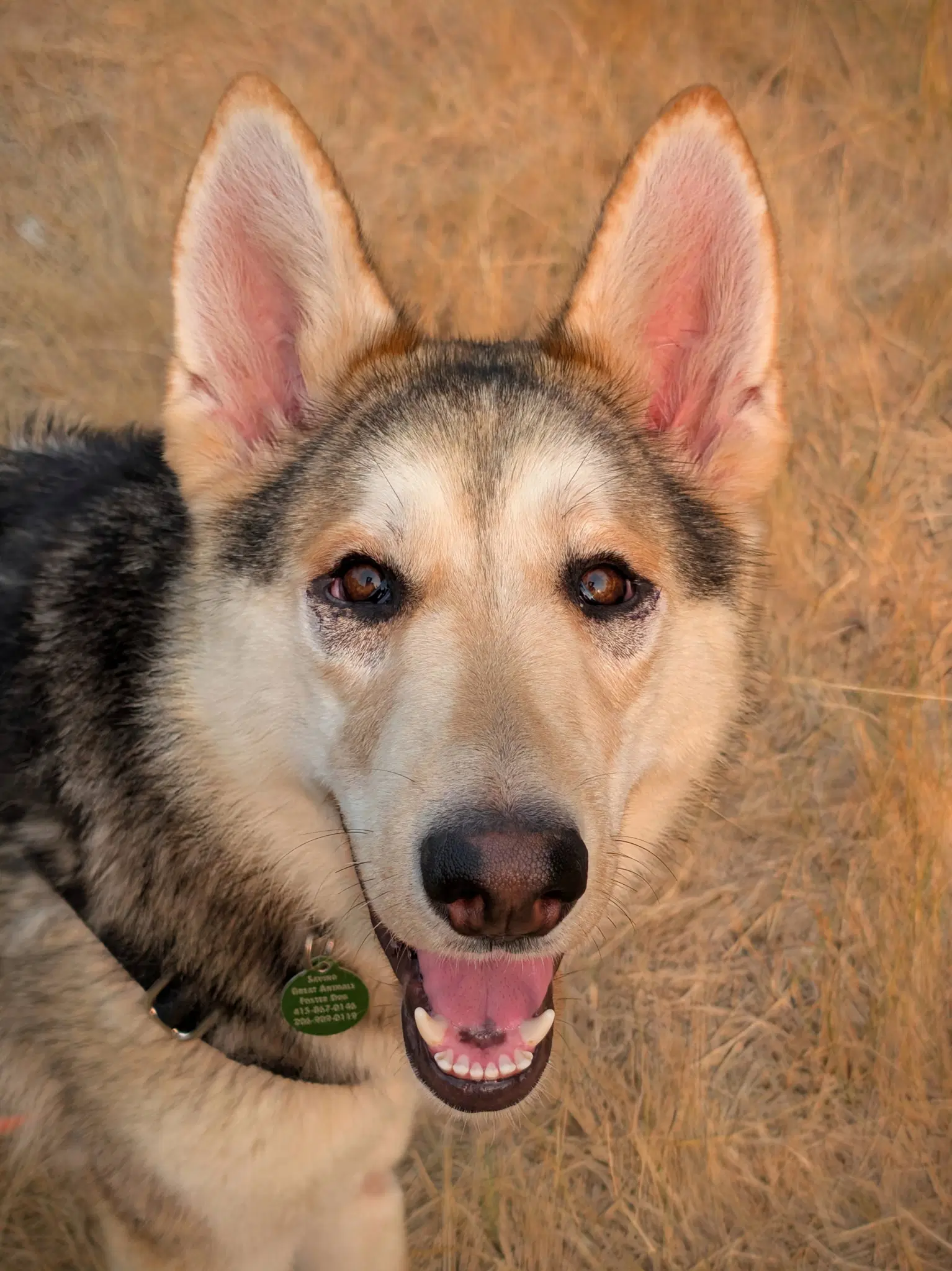 Sandy - Shepherd