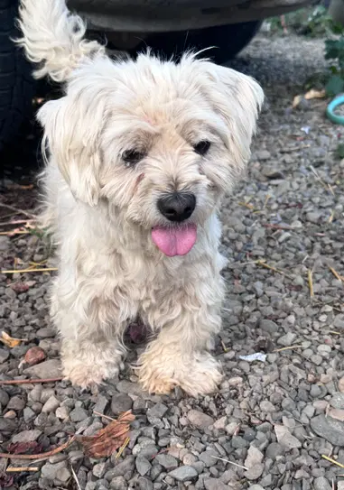 Thumper - Shih Tzu