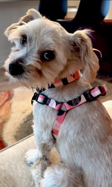 Gidget - Maltese