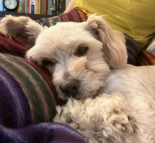 Gidget photo 1