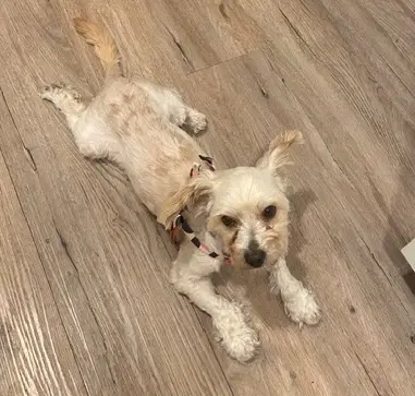 Gidget image 3