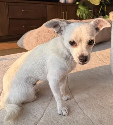 Maxi - Chihuahua