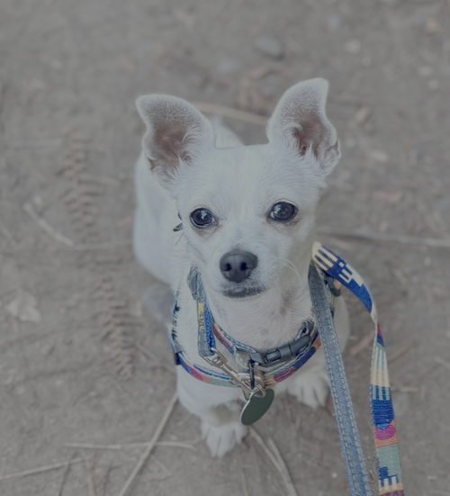 Maxi photo 4