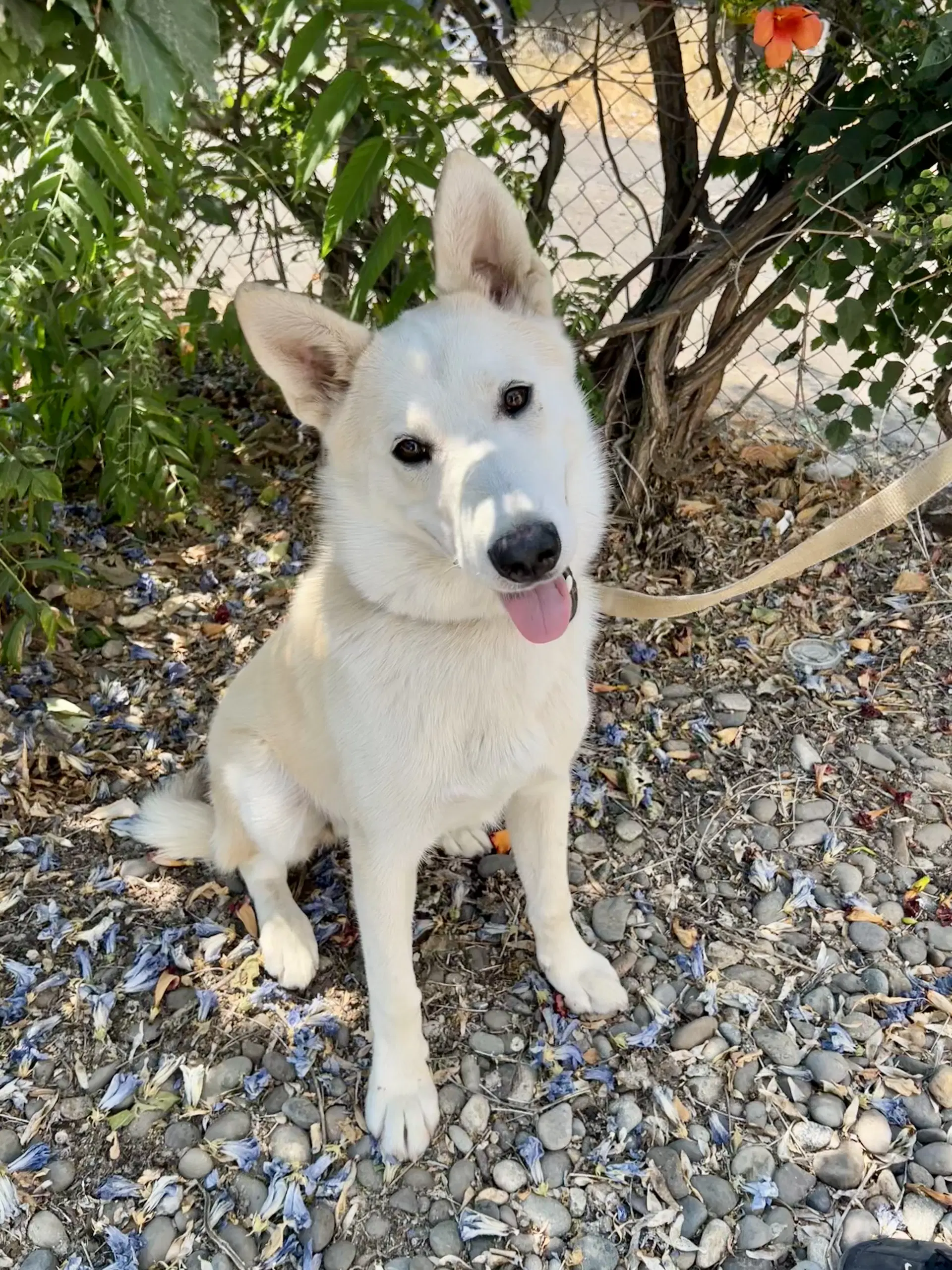 Balto - Shepherd