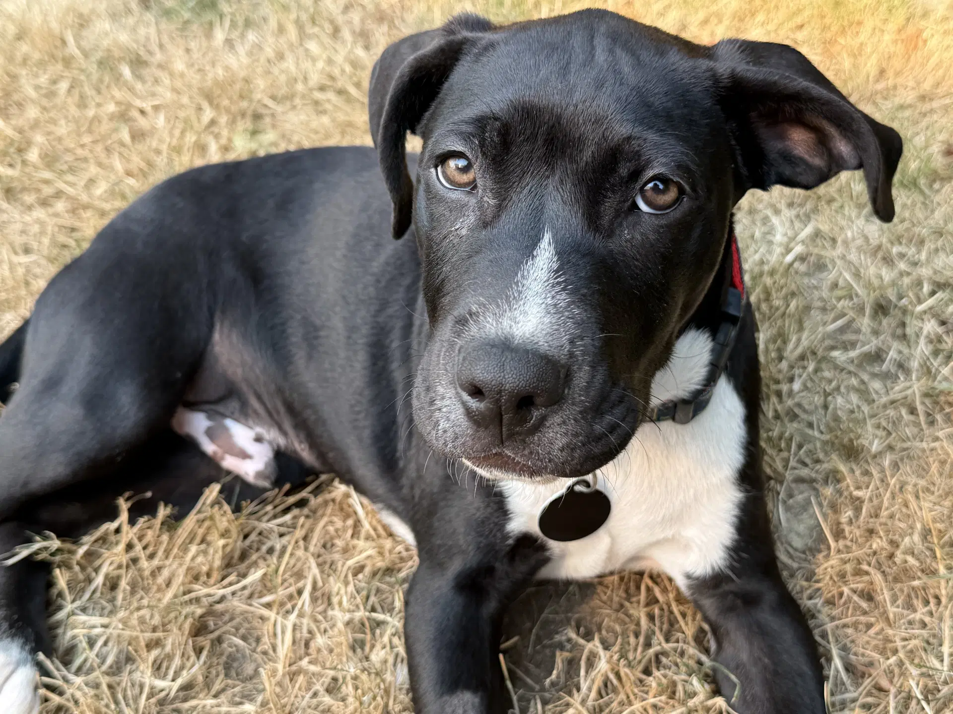 Domino - Pit Bull Terrier