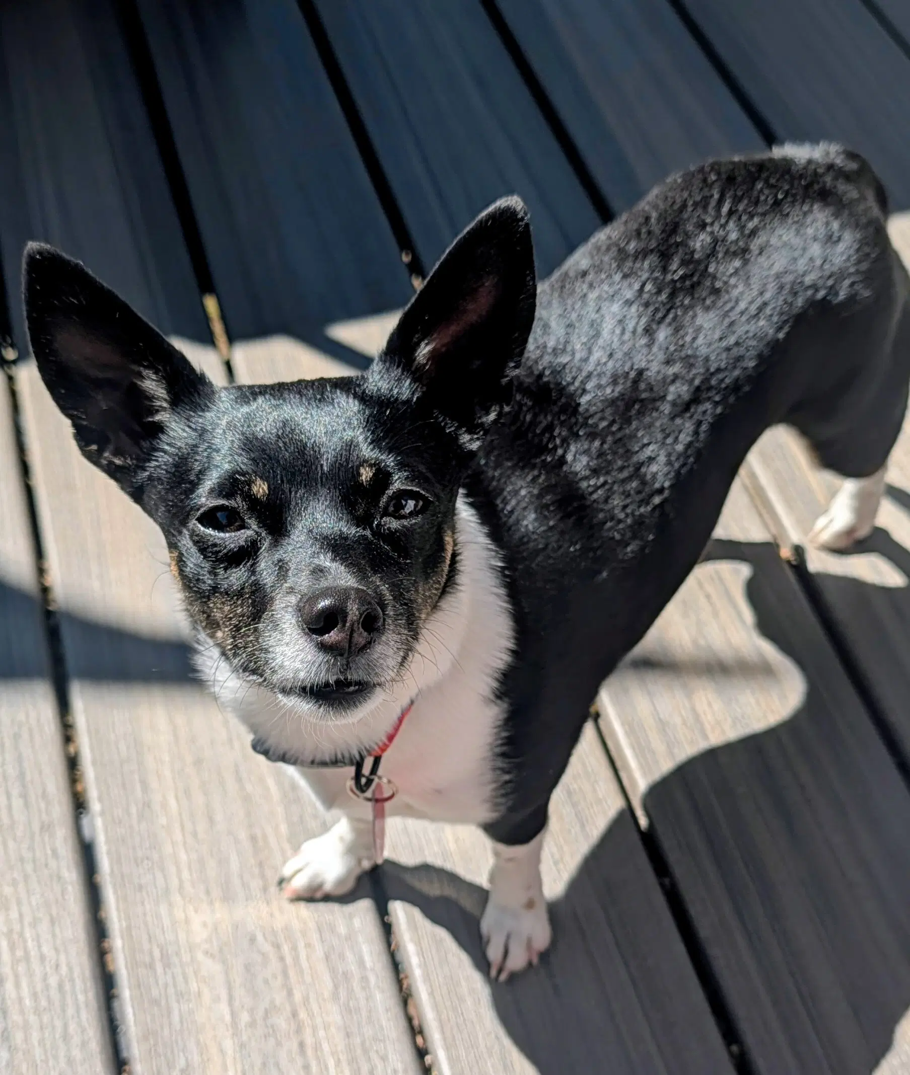 Rosie image 1
