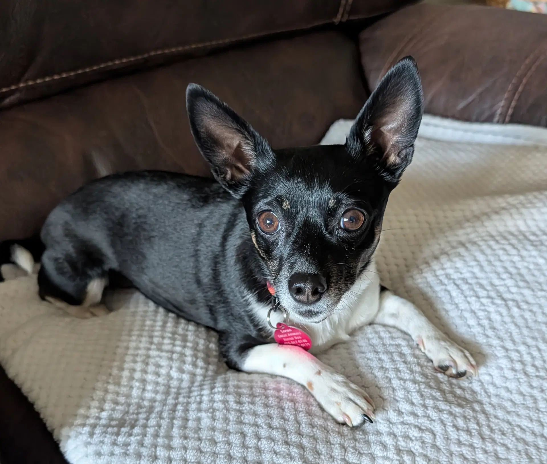 Rosie image 2