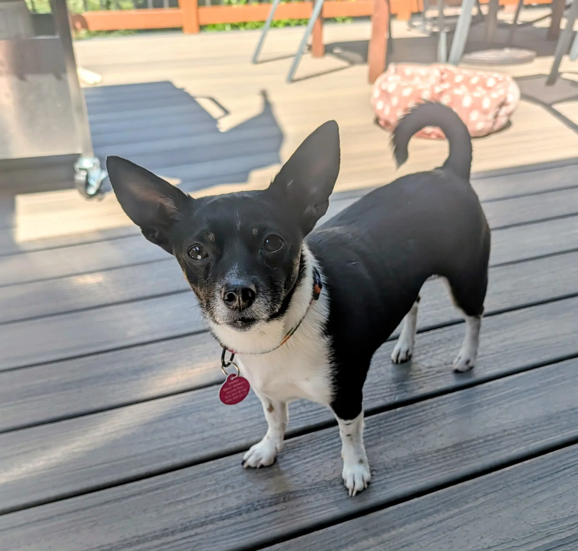 Rosie image 3