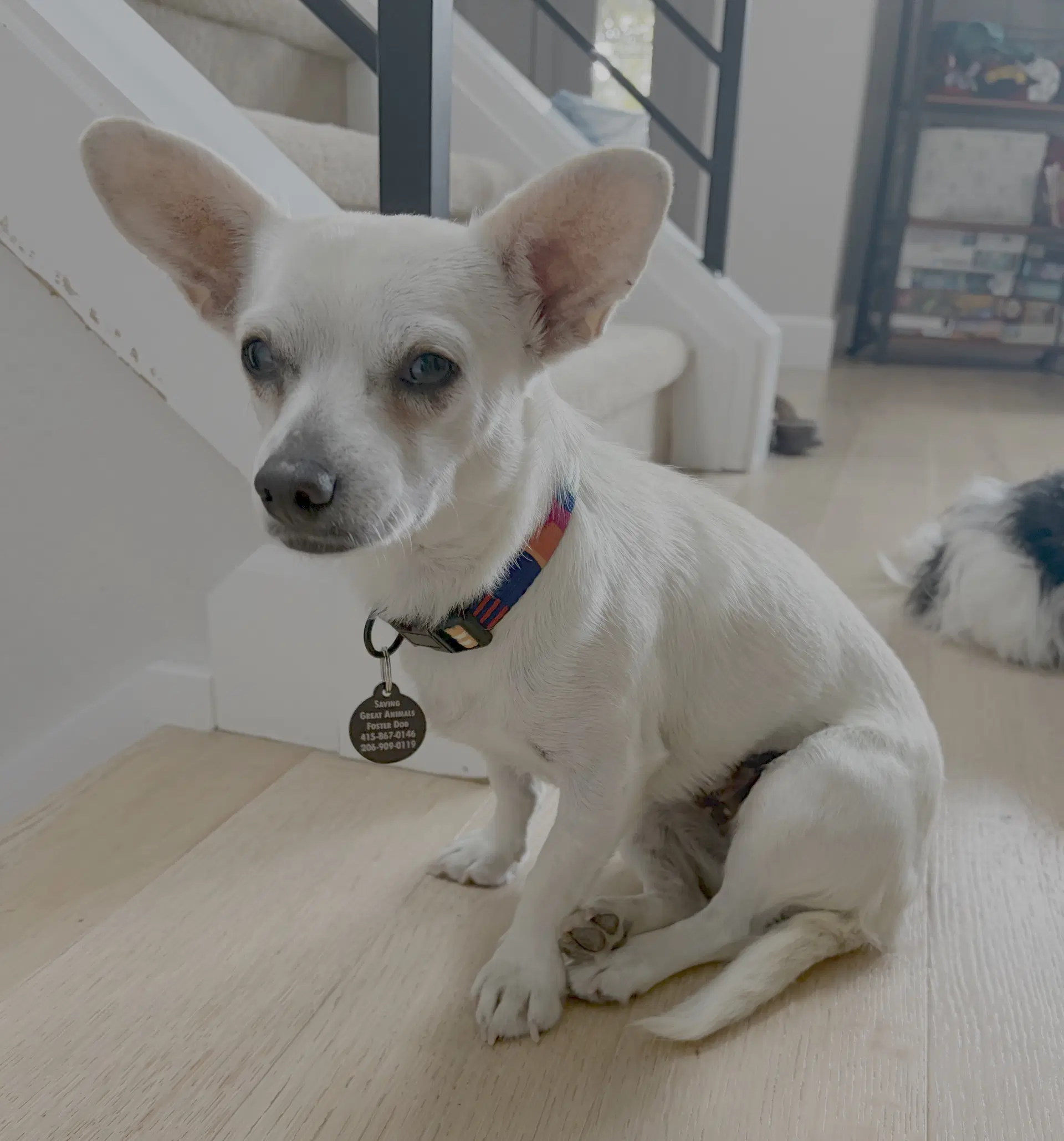 Little Girl - Chihuahua