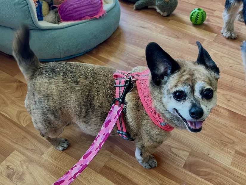 Cici - Chihuahua