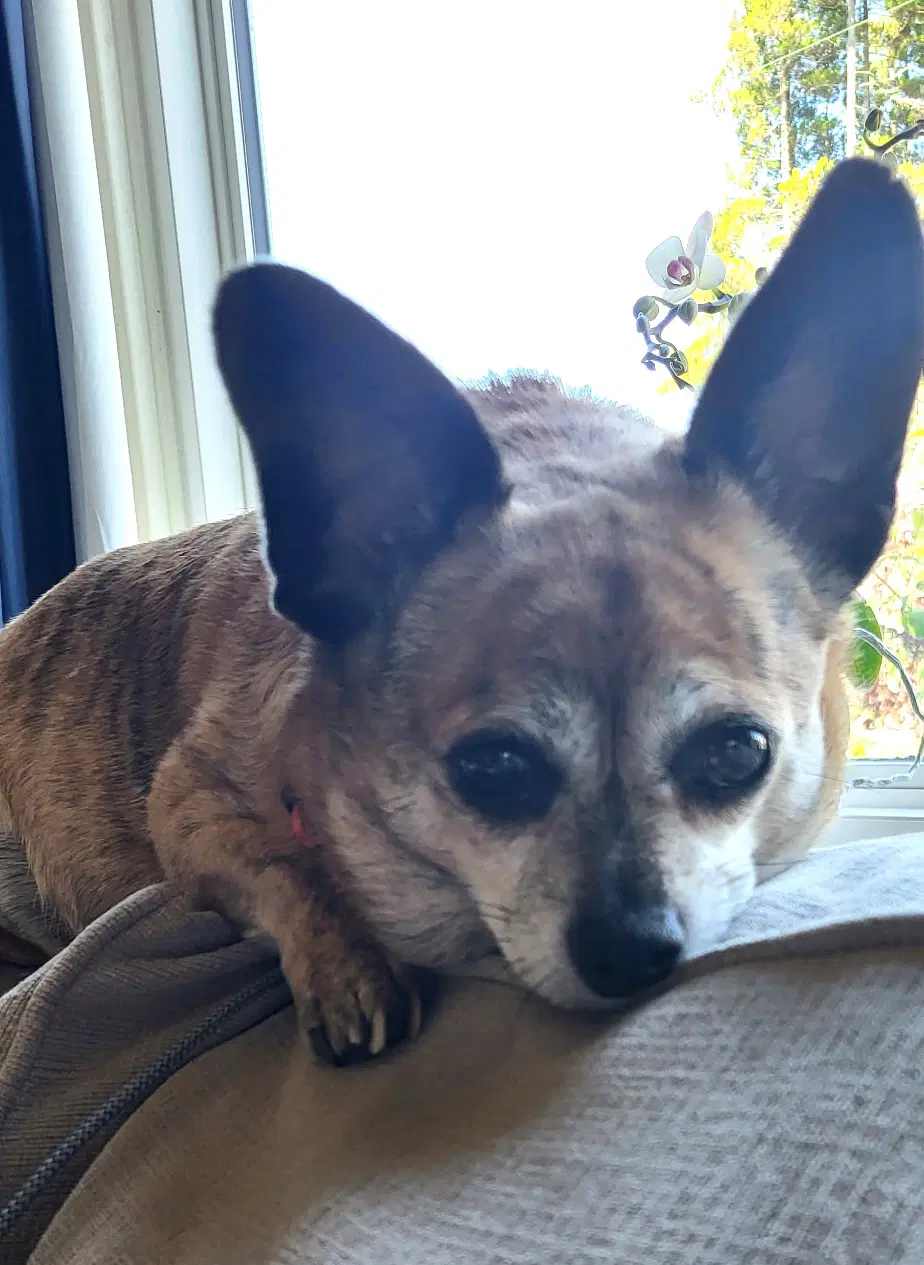 Cici image 2
