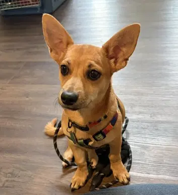 Brisket - Chihuahua