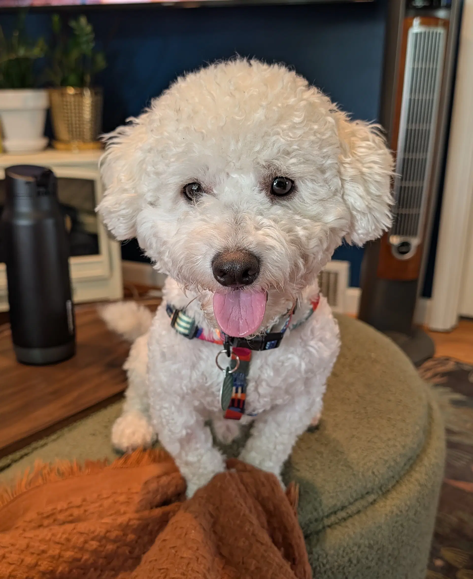 Bentley - Poodle (Miniature)