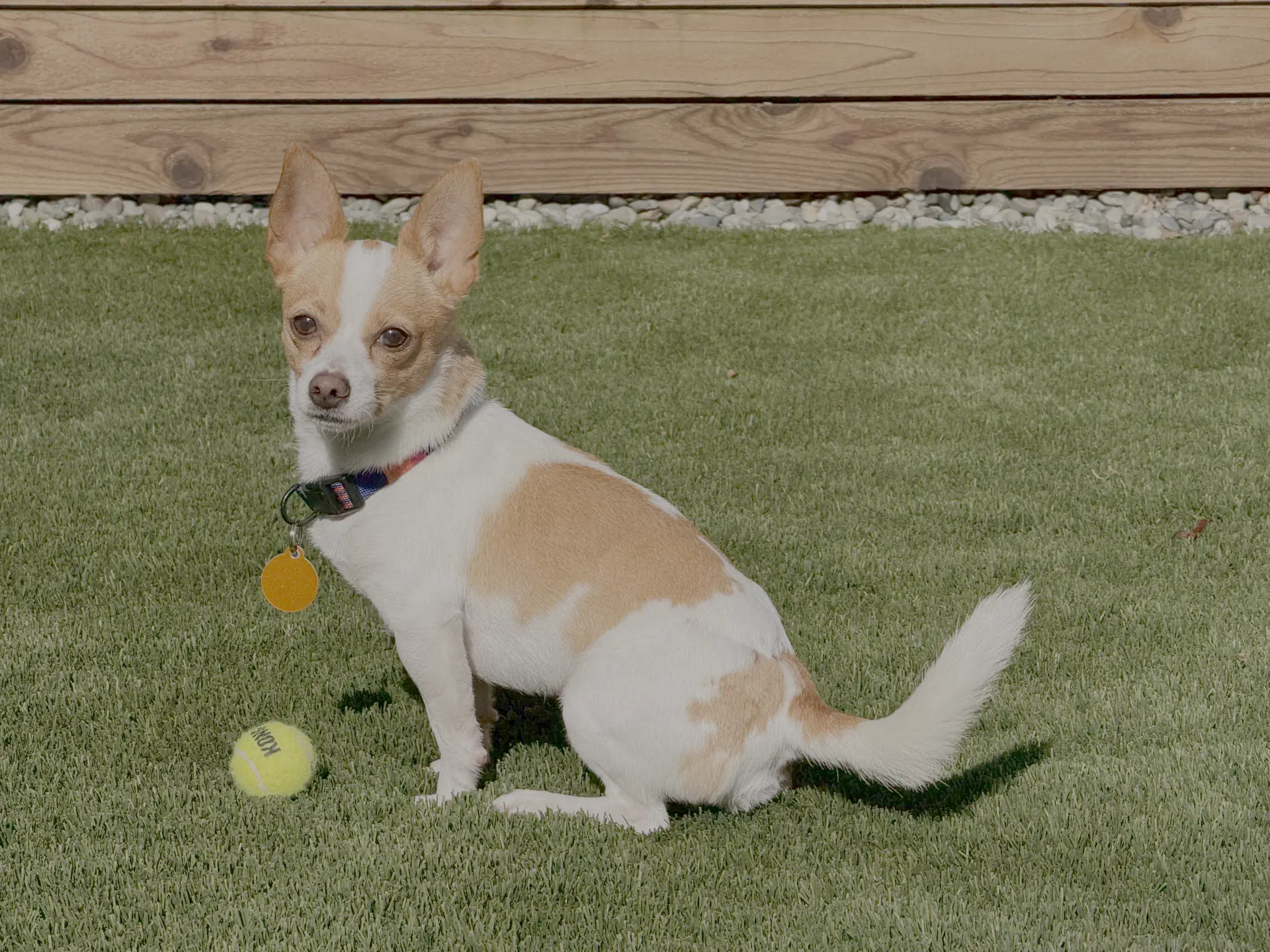 Roadie - Chihuahua