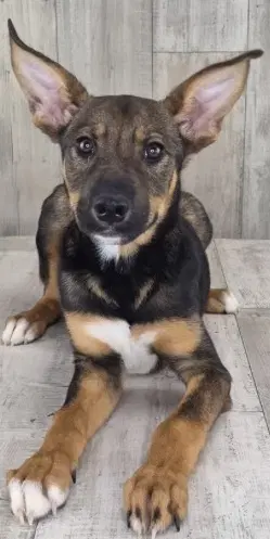 Evie - Shepherd