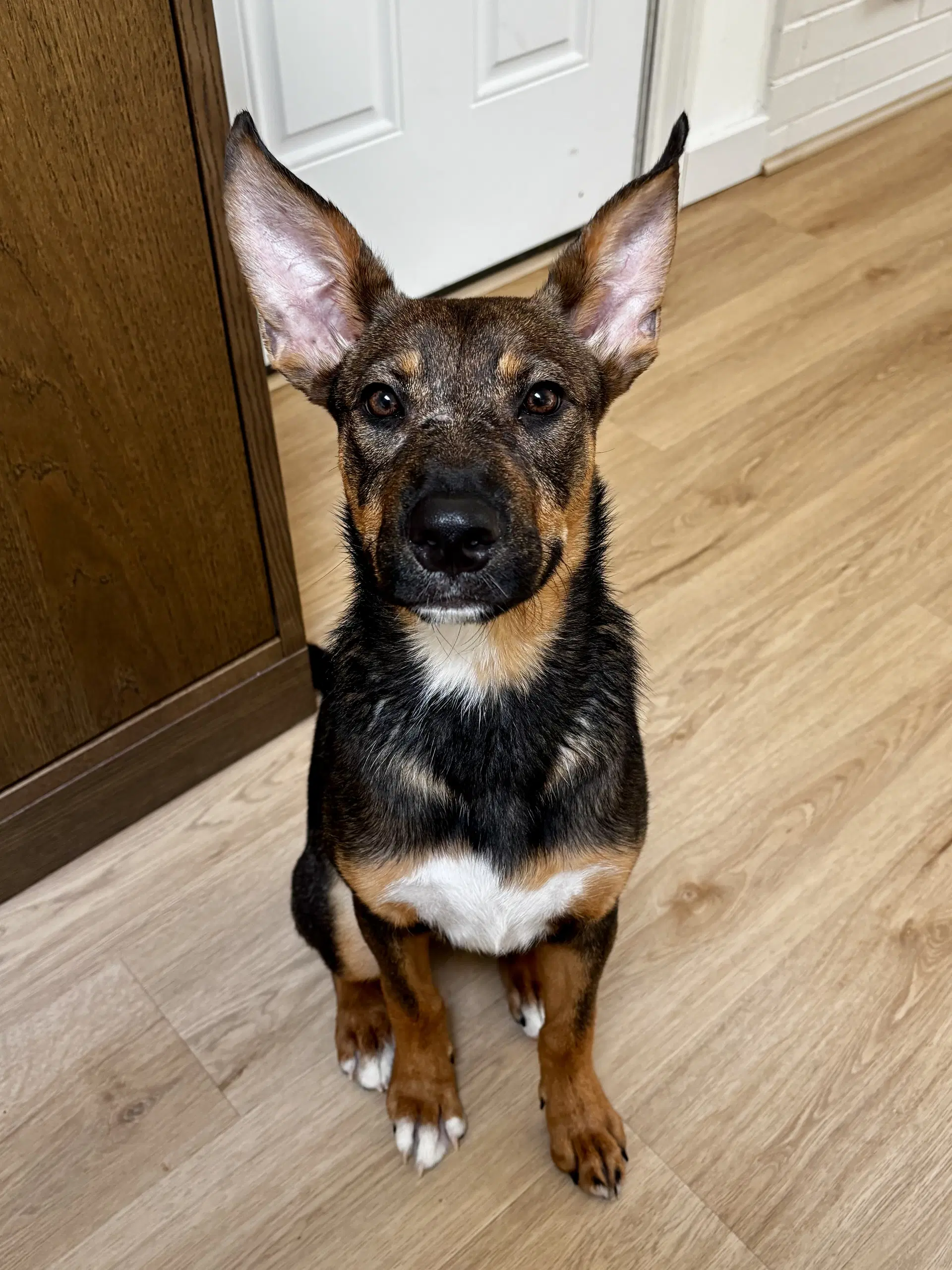 Evie image 3
