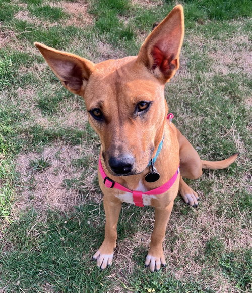 Roo