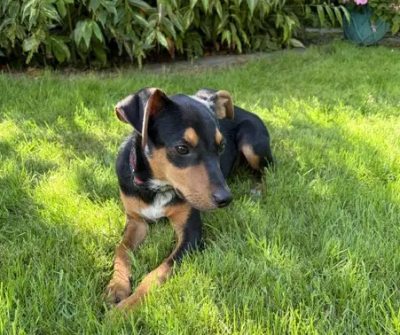 Digby - Rat Terrier