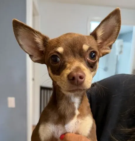 Maisie - Chihuahua