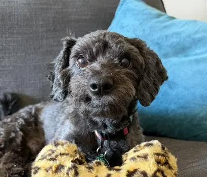 Charlie image 3