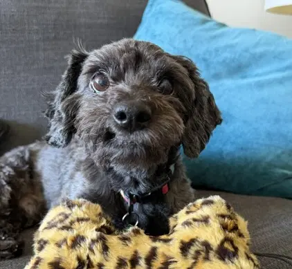 Charlie - Poodle (Miniature)