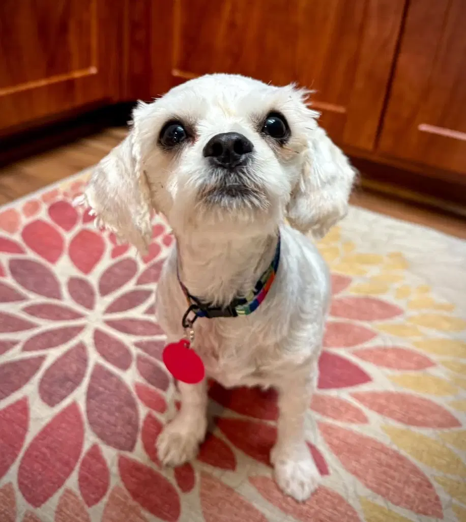 Vanilla - Poodle (Miniature)