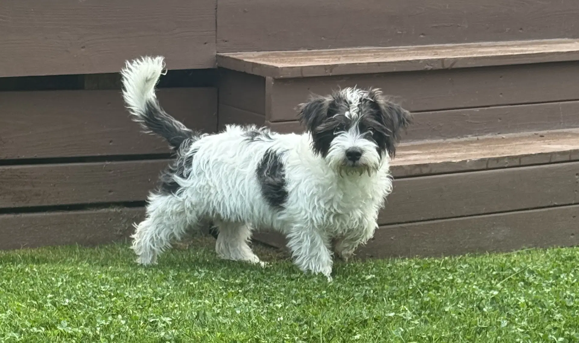 Marley - Maltese