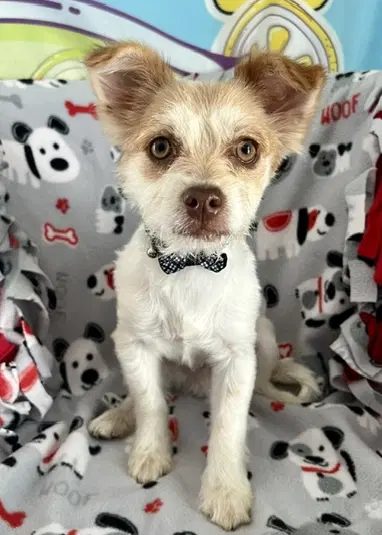 Sancho - Terrier