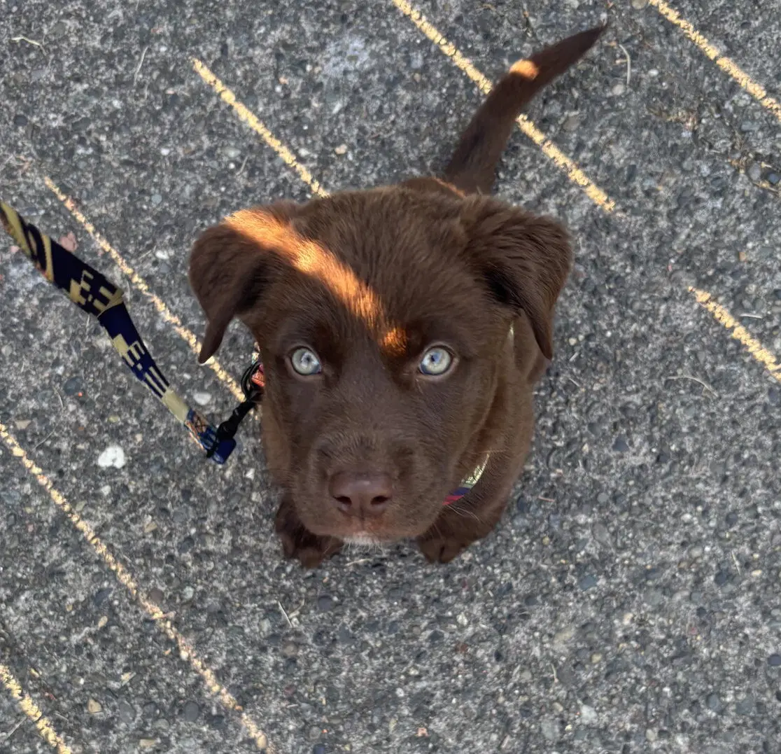 Ursa image 1