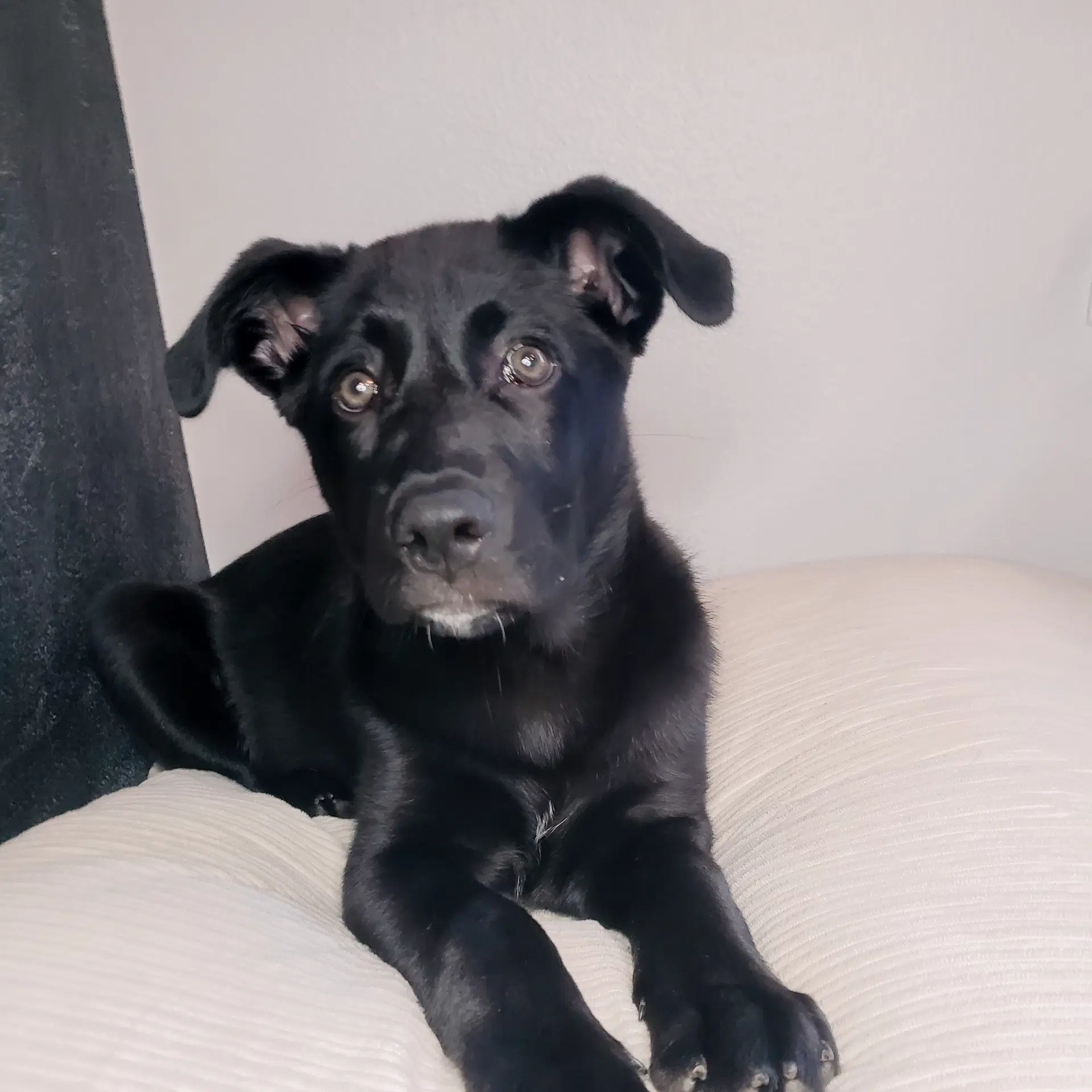 Penny - Labrador Retriever