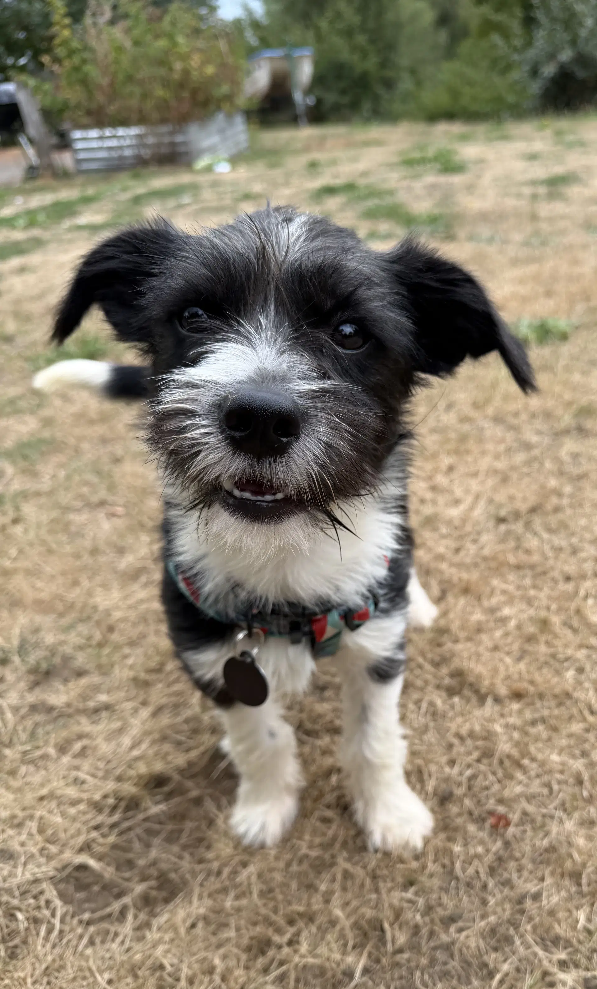 Acorn - Terrier