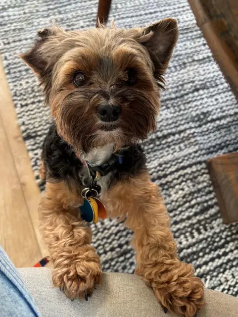Leyla - Yorkshire Terrier Yorkie