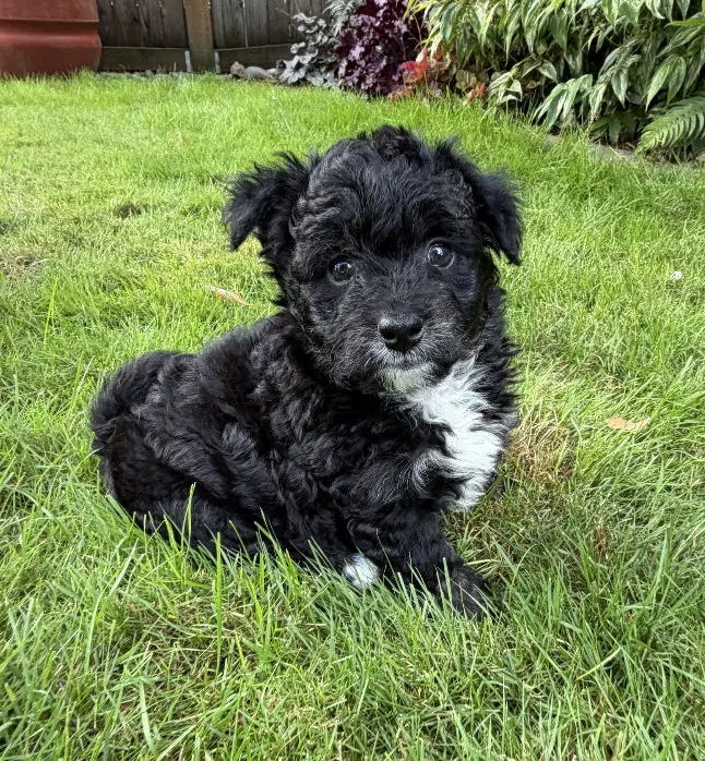 Rolo image 1