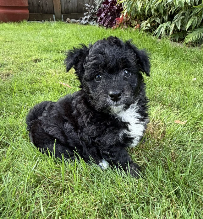 Rolo