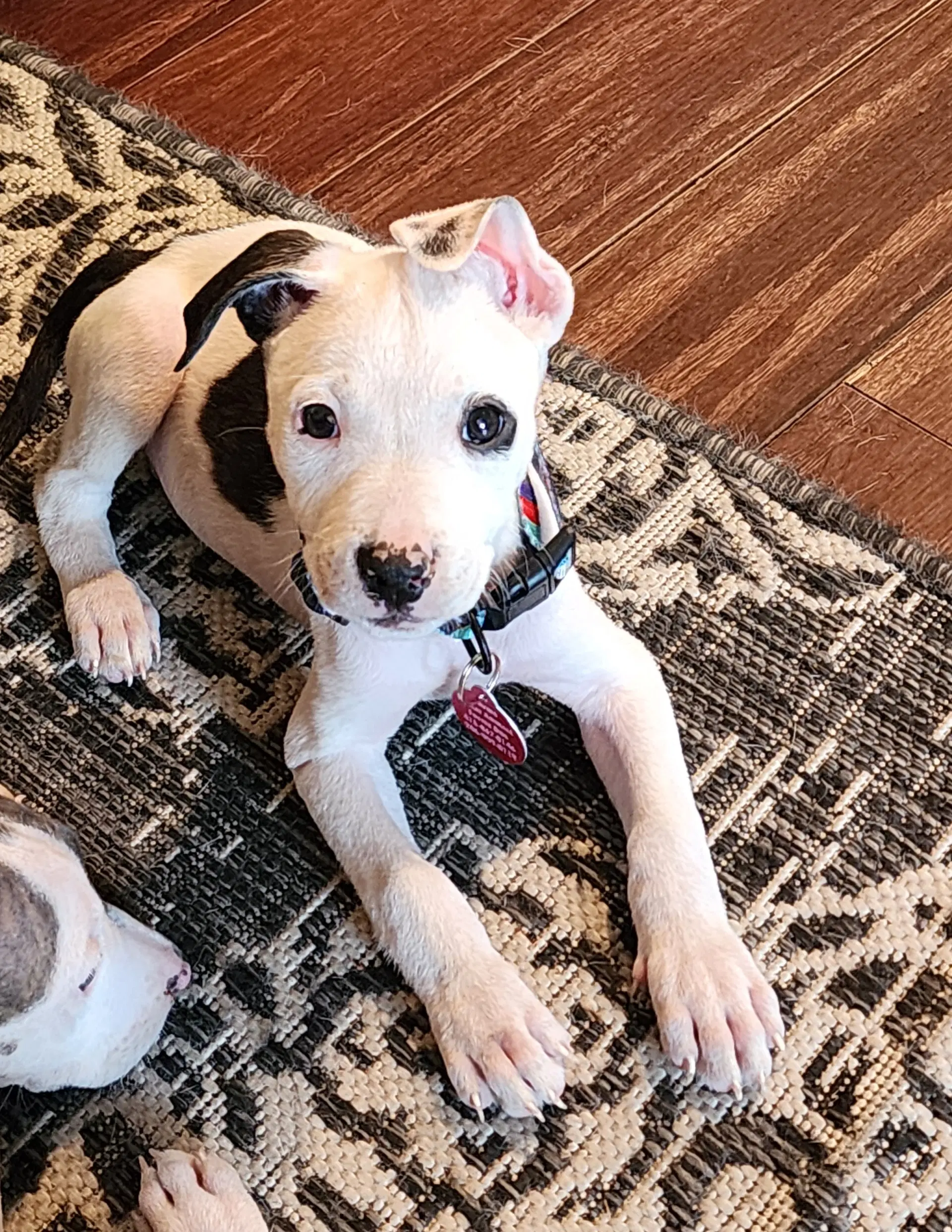 Butter - Pit Bull Terrier