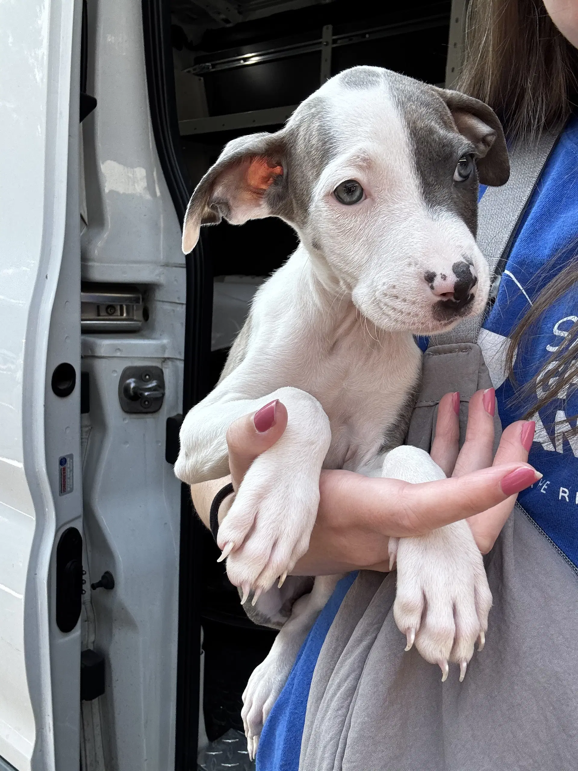 Olive - Pit Bull Terrier