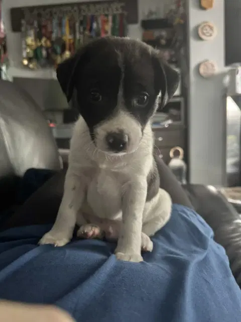 Inky - Terrier