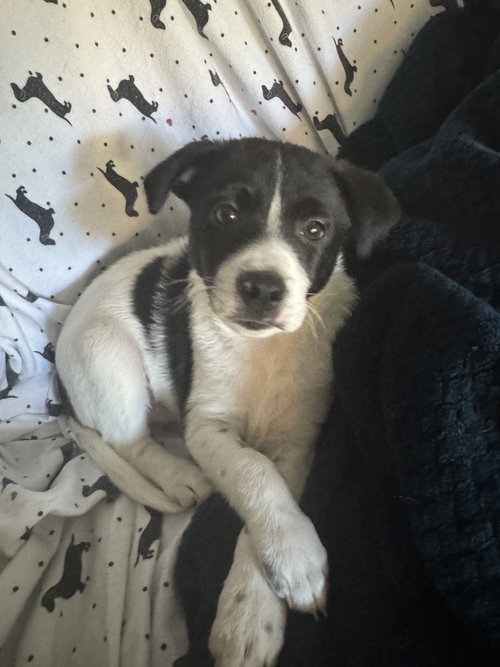 Inky, Terrier / Mixed (medium coat)
