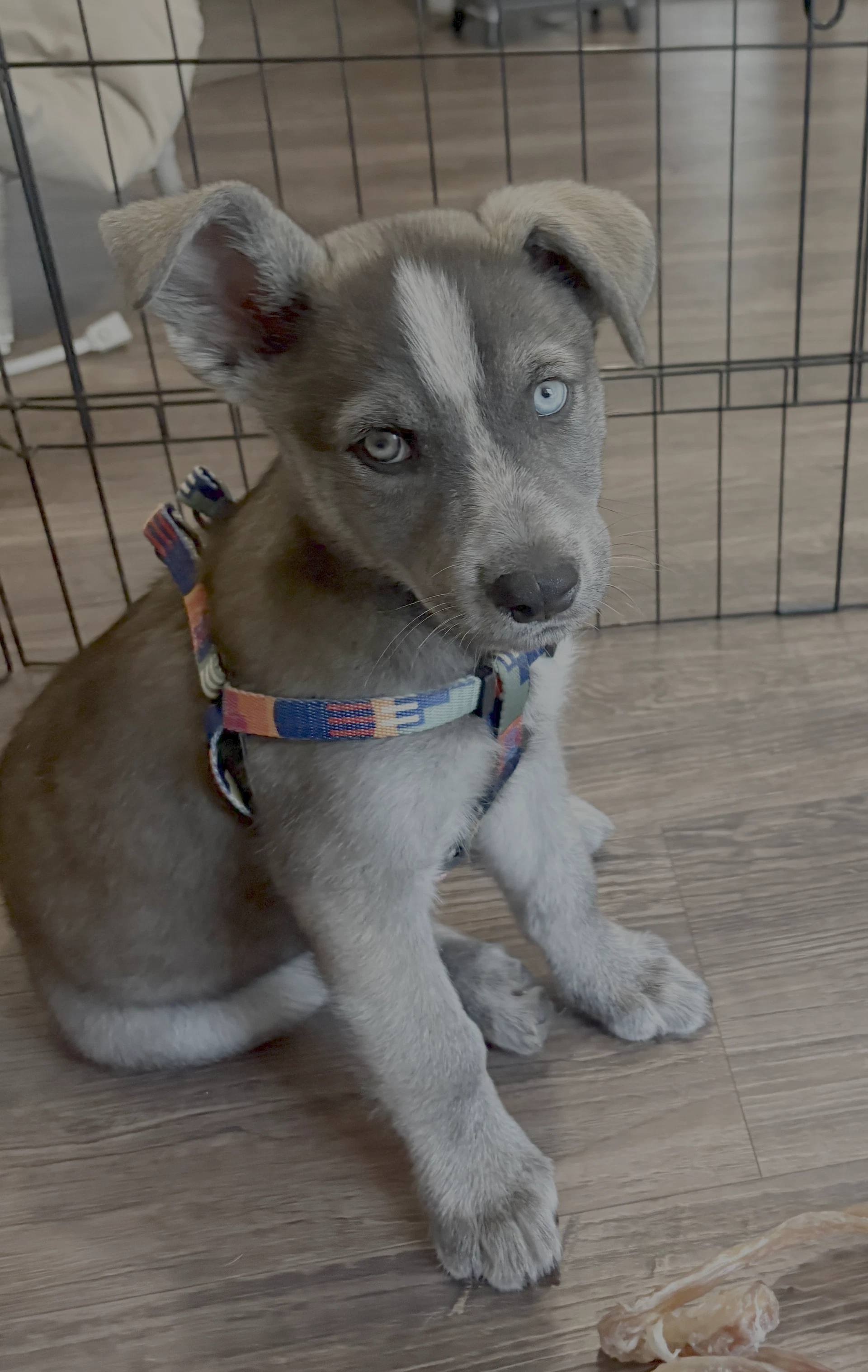 Hazel