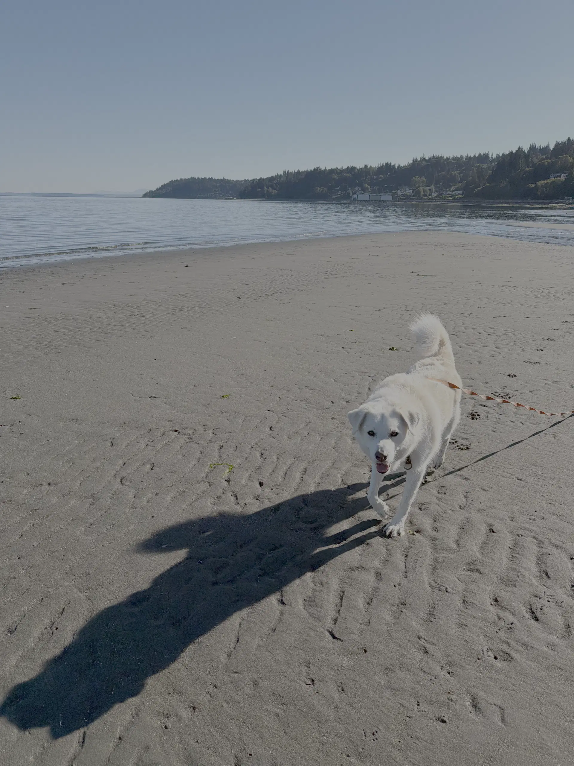Howie image 3