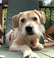 Griffey - Terrier