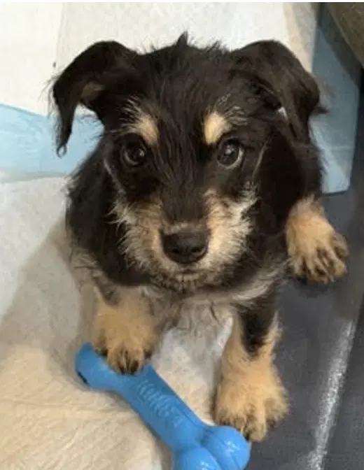 Chewy - Chihuahua