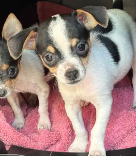 Tony - Chihuahua